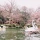 Inokashira Park: A Place for Lovers to Breakup
